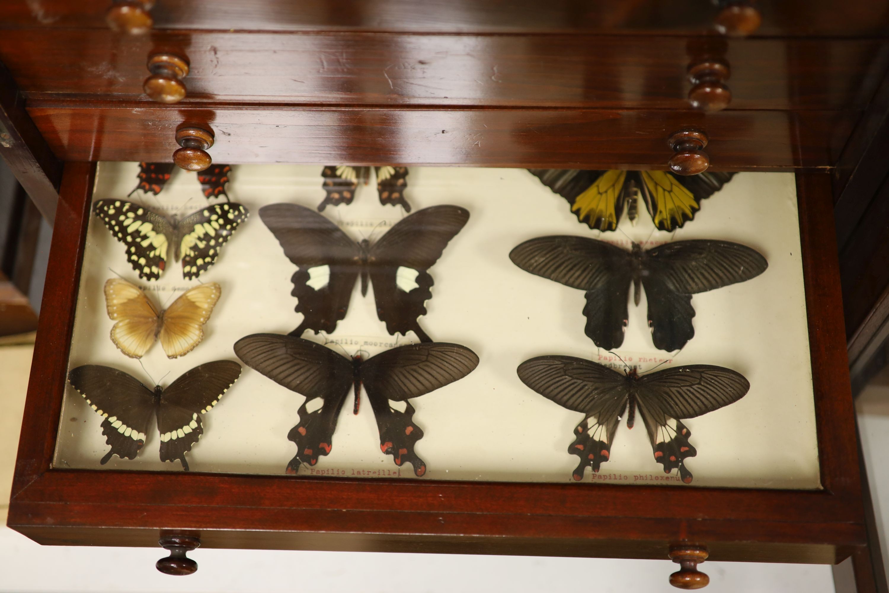 Victorian mahogany display collector’s cabinet of Asian moth and butterfly specimens, eight drawers, label for Janson & Sons, Gt, Russell St. London, 56cm high, 46cm wide